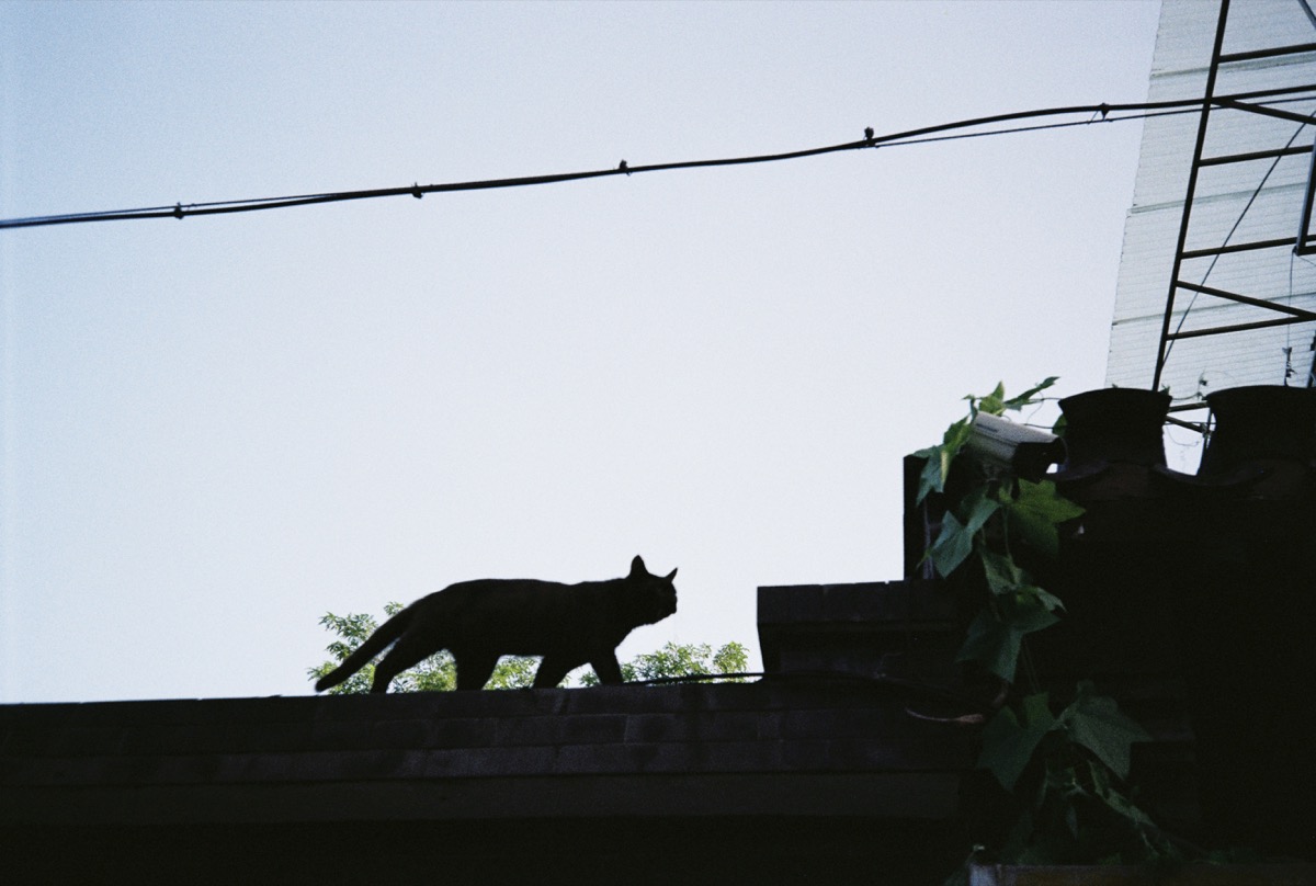 屋檐上行走的黑猫